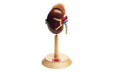 Right Kidney and Adrenal Gland Model