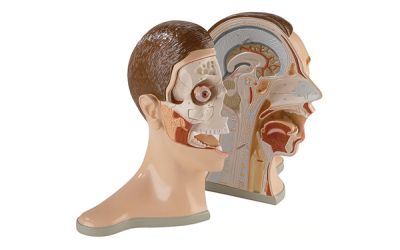 Five-Part Bisected Head Model