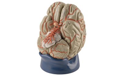 8-Part Life-Size Brain with Arteries