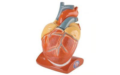 Mô hình tim với màng ngoài tim và cơ hoành
