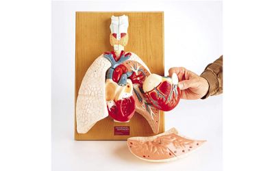 Mô hình hệ tim phổi